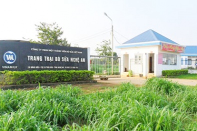 Vinamilk dành 3.000 tỷ đầu tư trang trại